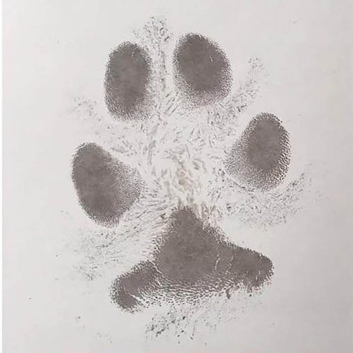 Dog paw print kit