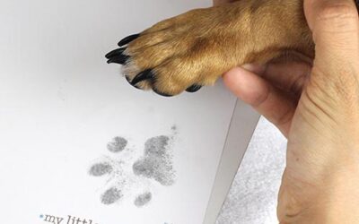 How to do a Pet Paw Print – 3 top tips